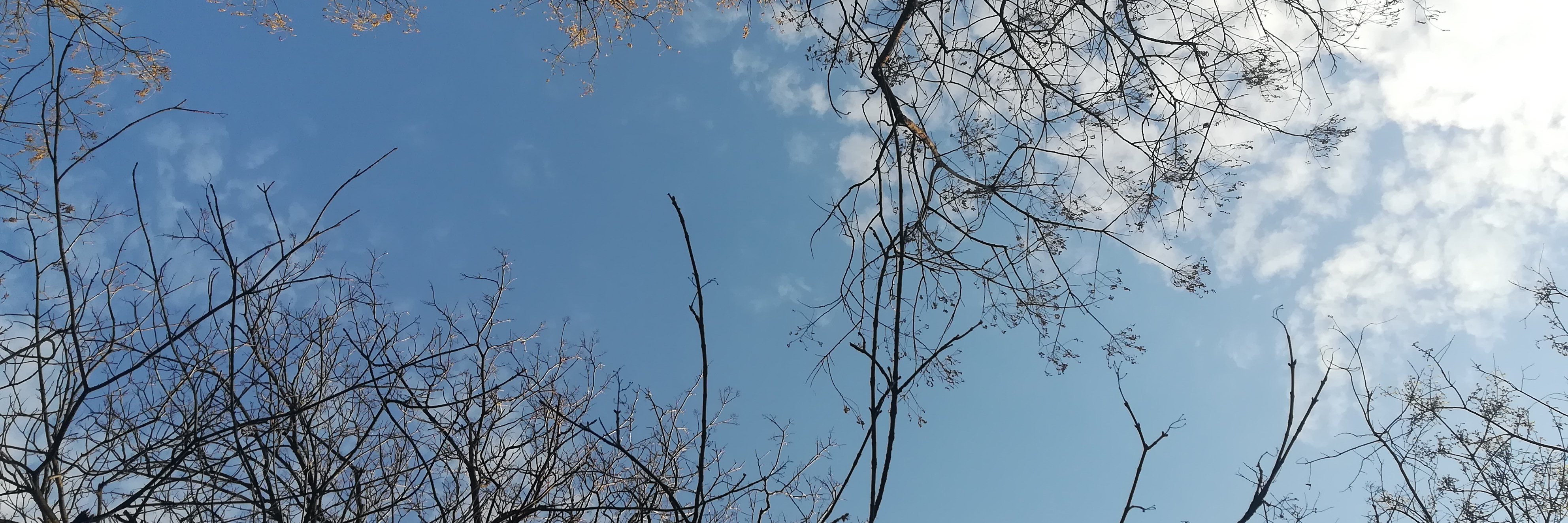 thechildofsa2rn's profile banner image
