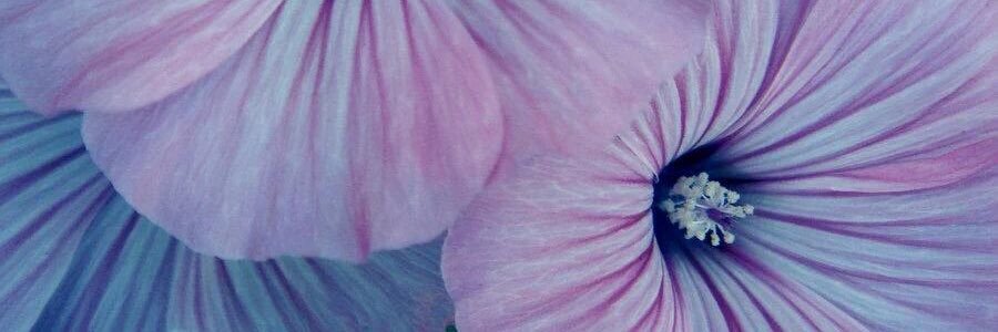 _Allyx_'s profile banner image