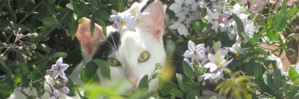 Maidasan's profile banner image