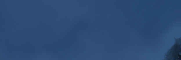 Fei banner