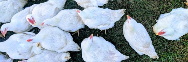 tsnelsen Profile Banner