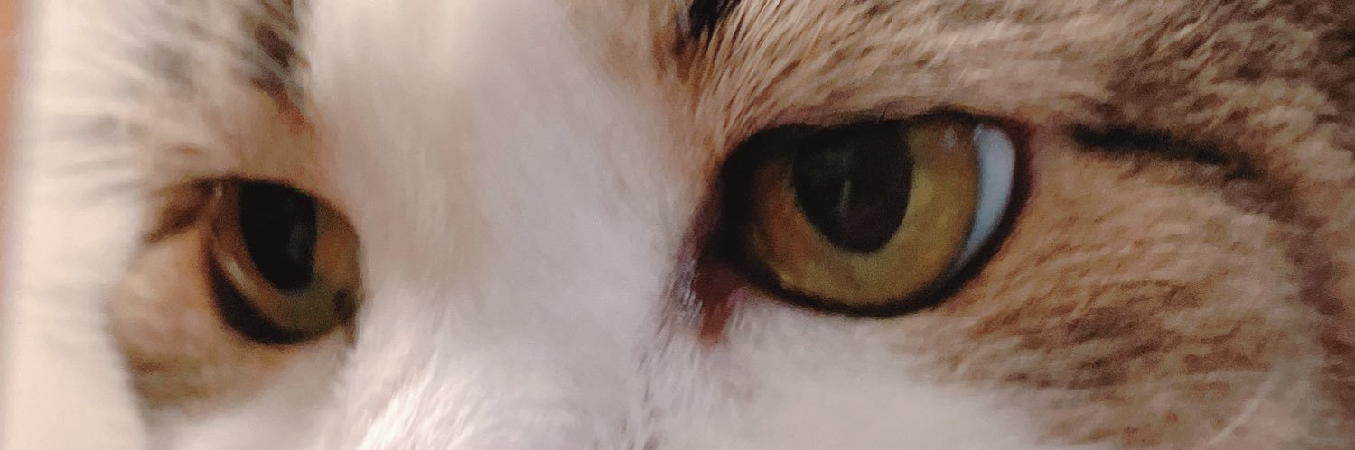 山葵🇰🇵猫求ム banner