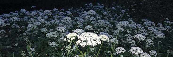 max !! ⭐️🐛🌱 banner