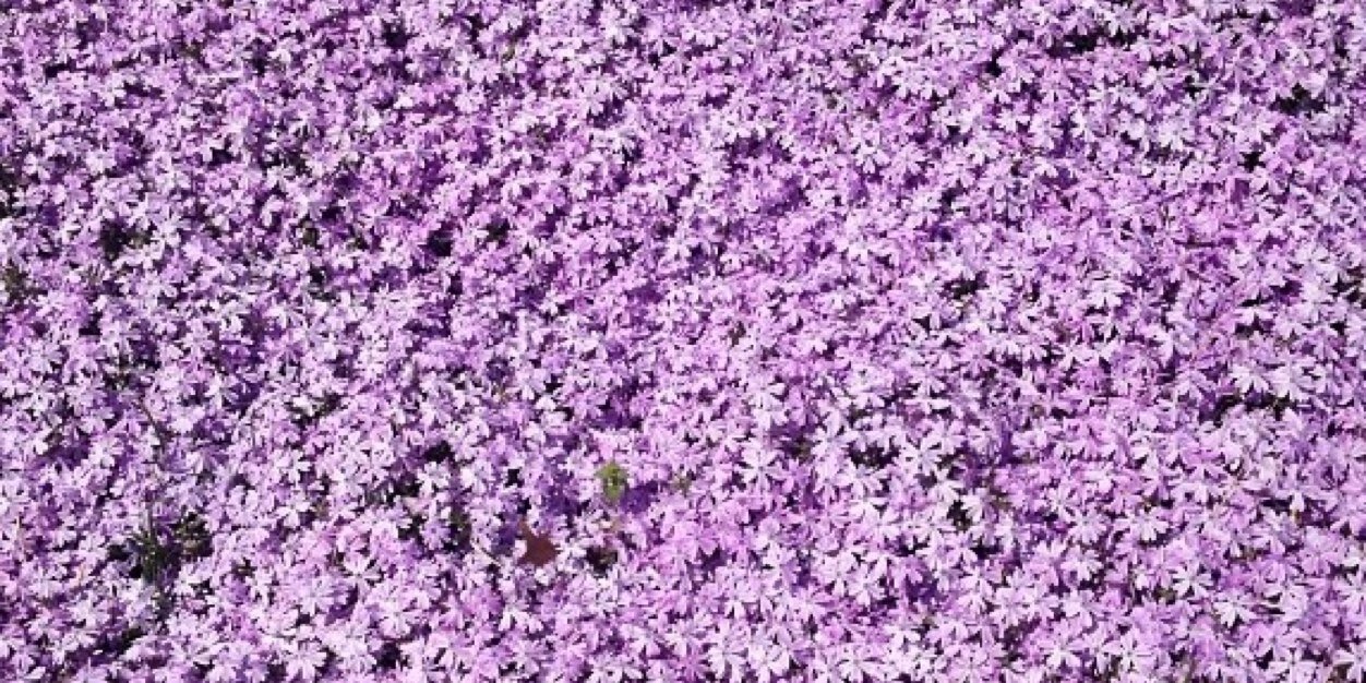 LIZard__Of__Oz's profile banner image