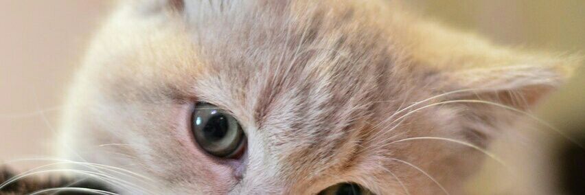 Layla🌌🌙 banner