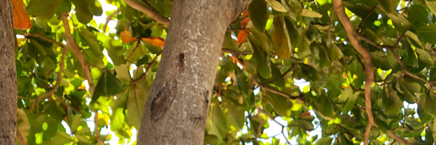 StephenDeer's profile banner image