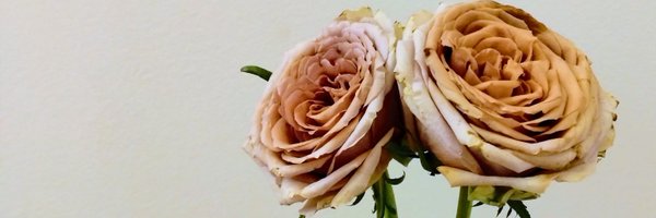 chiekohanada Profile Banner