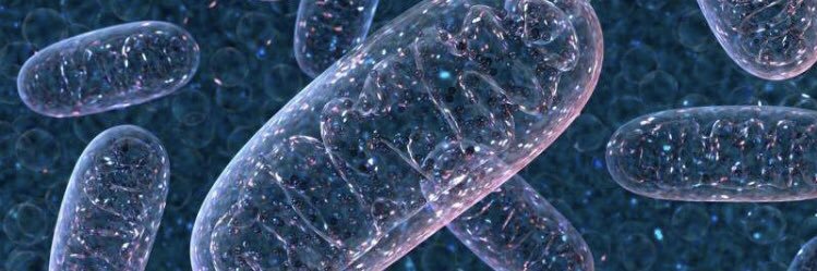 MitochondriaCa2's profile banner image