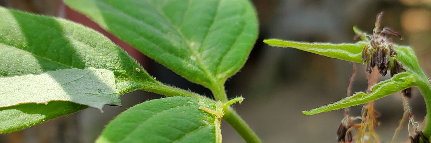 Lyam Witherow banner