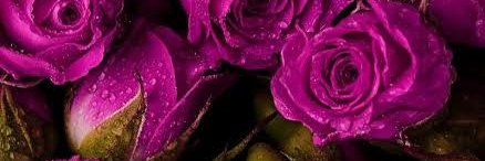 Nolaylasari's profile banner image
