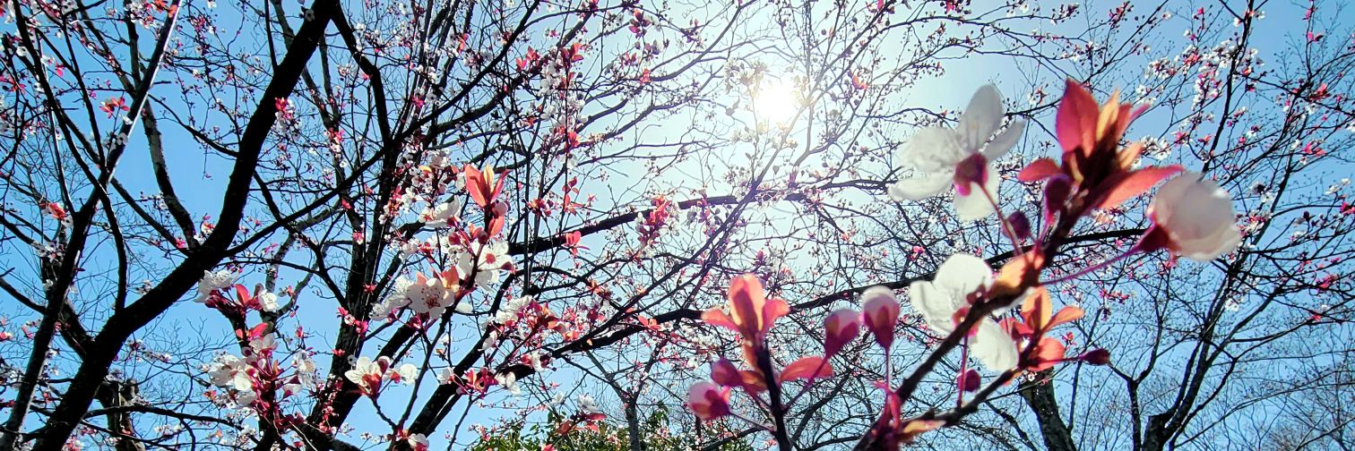 LensWhimsy's profile banner image