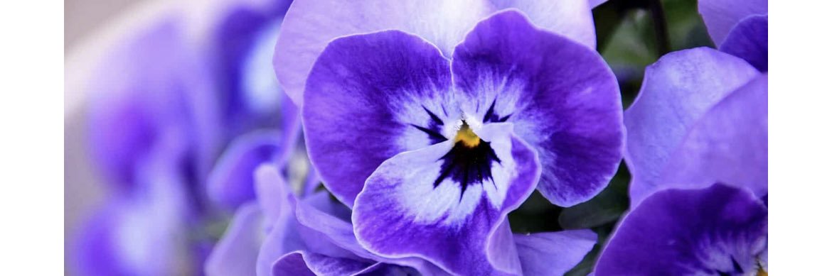 @au_waysco.ltd💕 banner