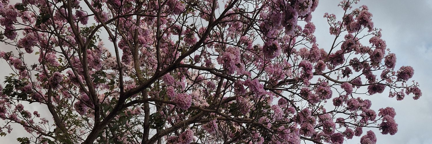 oli__yasmim's profile banner image