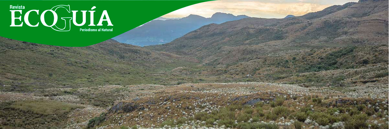 REVISTAECOGUIA banner