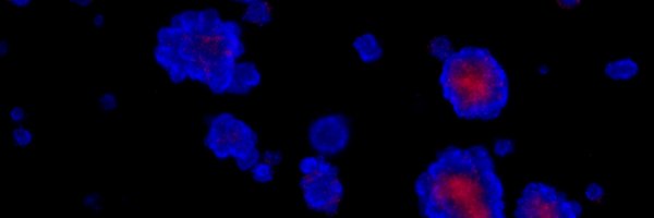 MonashOrganoids Profile Banner