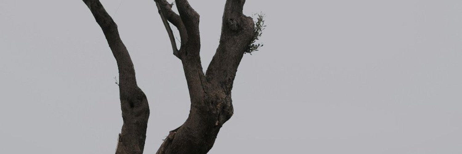 Teamwormfarm's profile banner image