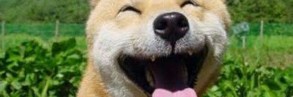 LuiseTipple's profile banner image