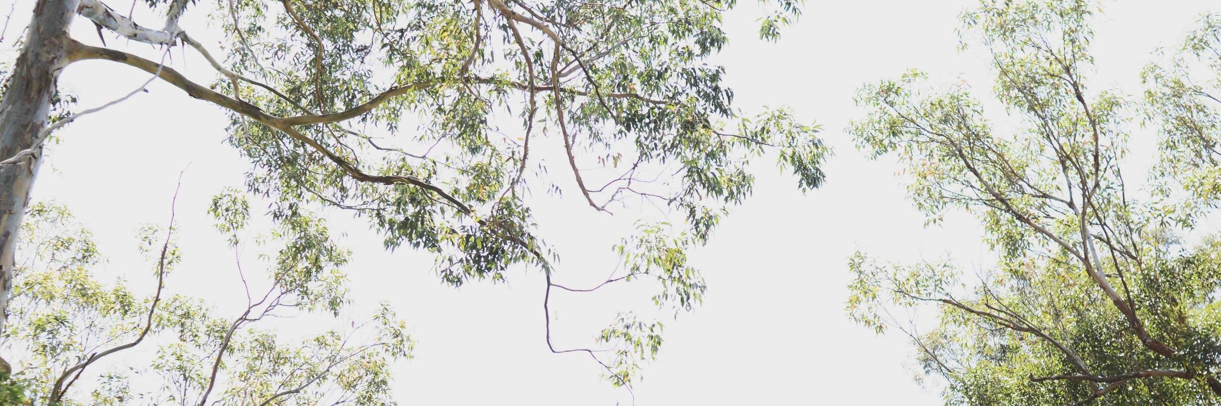 WalambaHouse's profile banner image