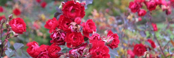 drvzamoranephro Profile Banner