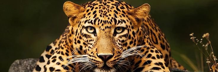 KMikejose's profile banner image