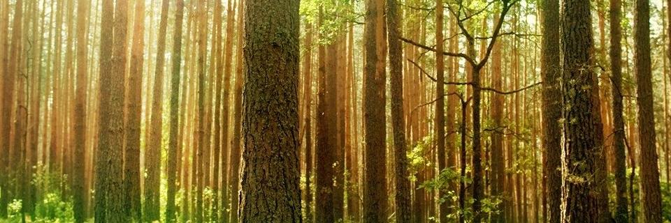Endangered👹 banner