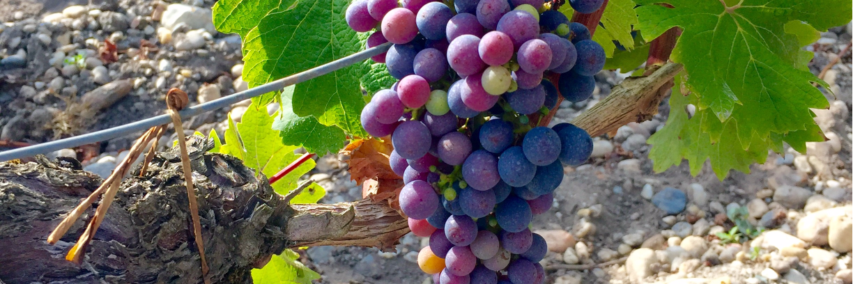 conleysfinewine's profile banner image