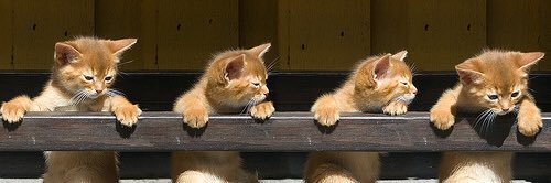 straycat5656's profile banner image