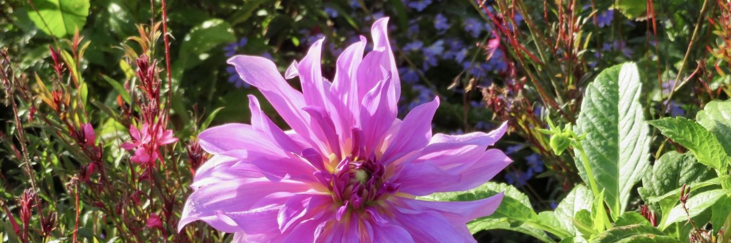 Minerva de Cocco banner