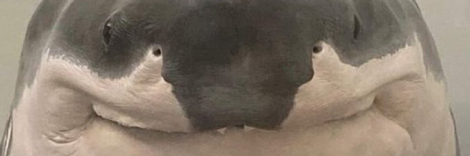 BluePedr0's profile banner image