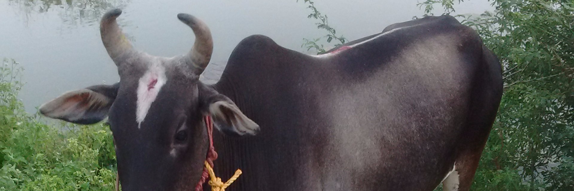 dhaiveegan's profile banner image