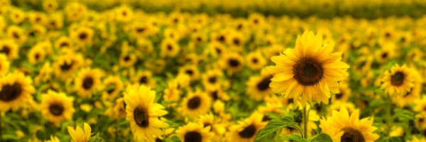 meganeware Profile Banner