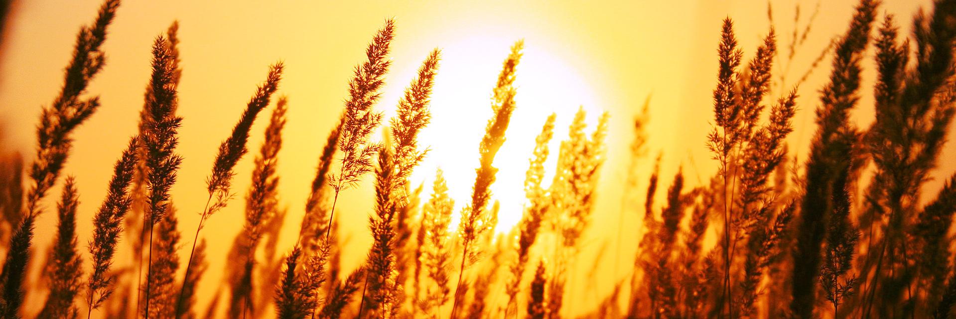 cangthanh's profile banner image