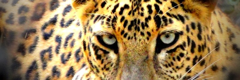 rtgwar's profile banner image