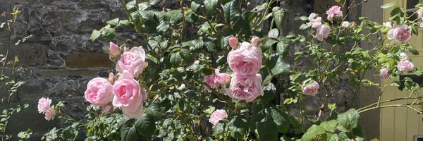 abiwhitty Profile Banner
