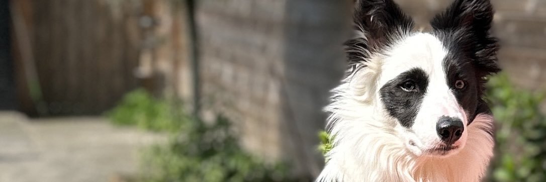 Davy_P's profile banner image