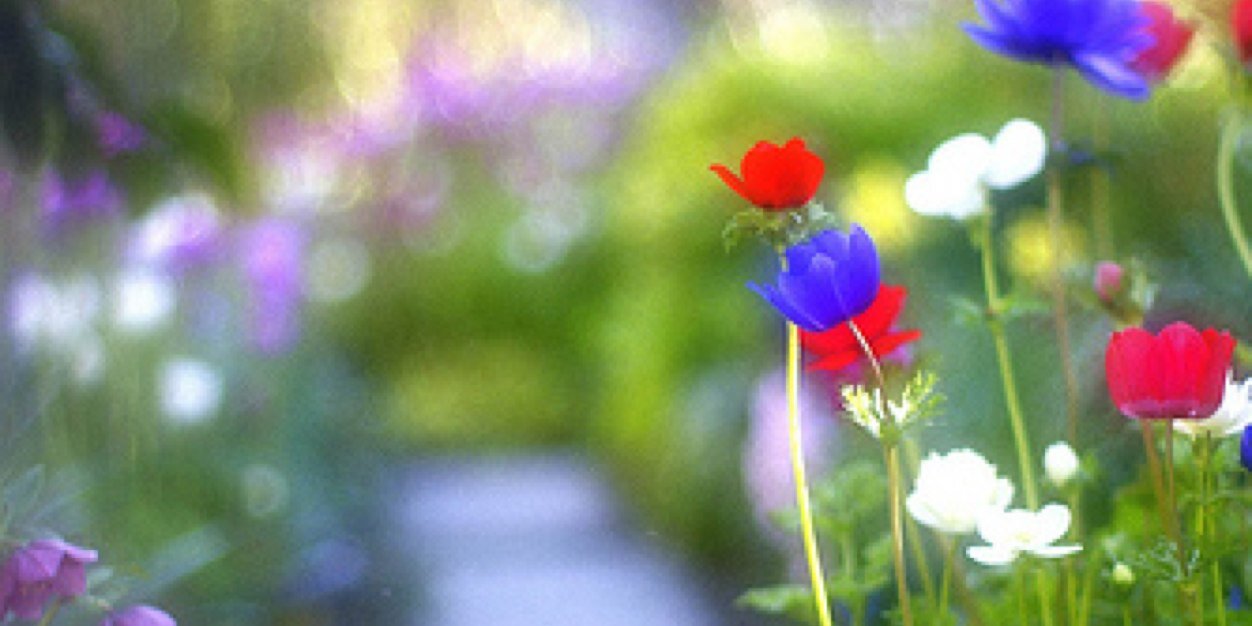 viburnum7's profile banner image