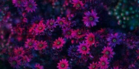 Sarah_Hamadi's profile banner image