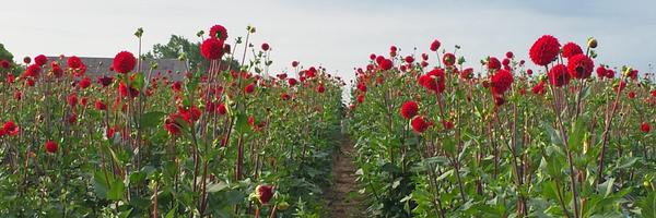 creeksideflower Profile Banner