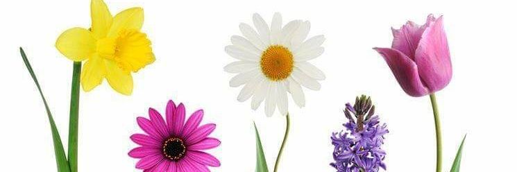 ascanionieves's profile banner image