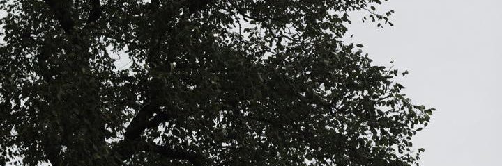 Nima Karbasizadeh banner