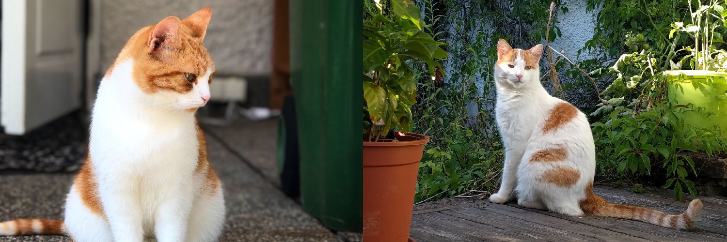 R_Steffens's profile banner image