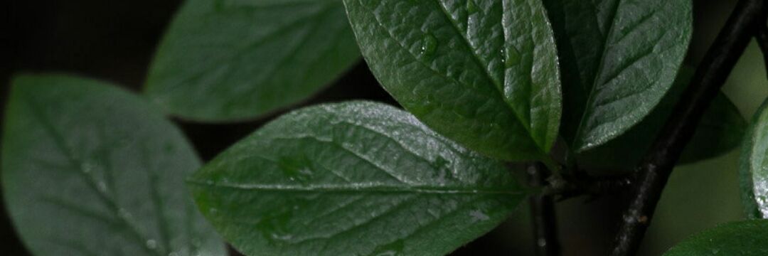 bessi781's profile banner image