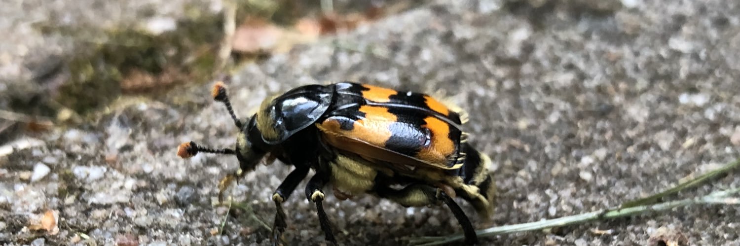 Ruben van den Bosch banner