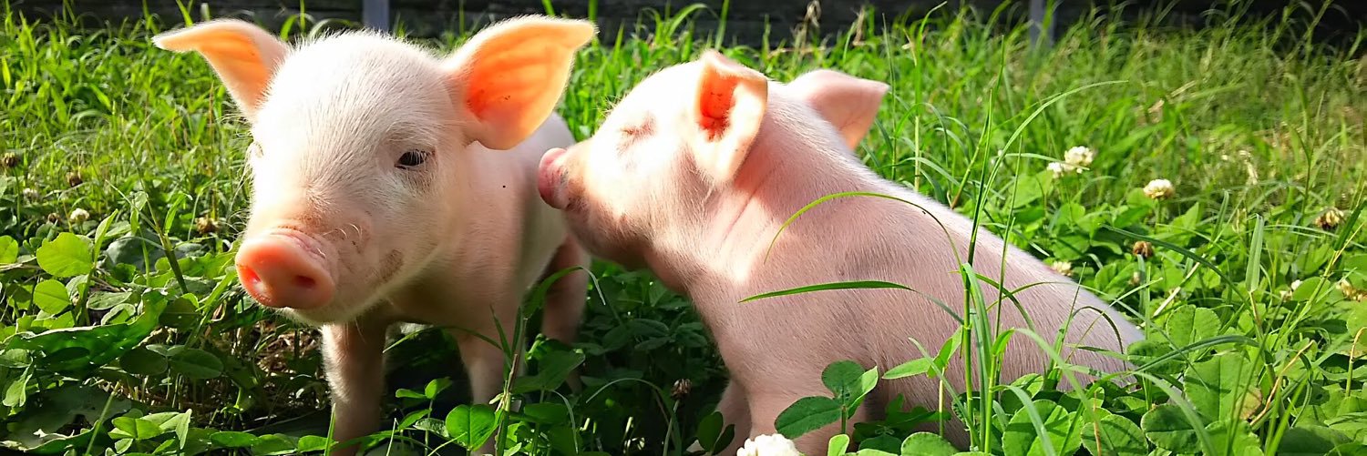 上野淳子/山のウエノ豚でまるごとんを企画する長崎の養豚家 banner