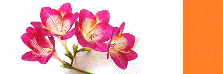 BirgitDanz's profile banner image