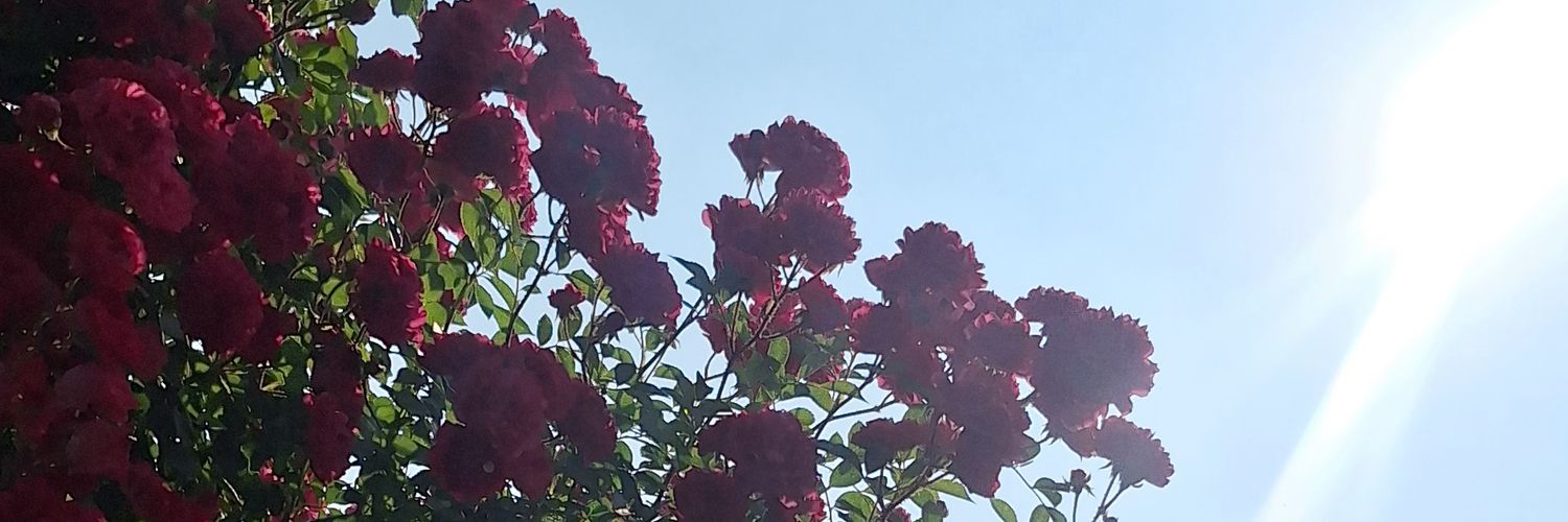 جعبه سیاه banner