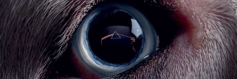 @PinkFloyd banner