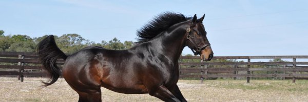 PASStallions Profile Banner