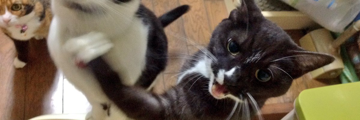 slotwizard's profile banner image