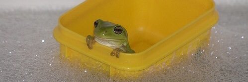 froglesbian's profile banner image